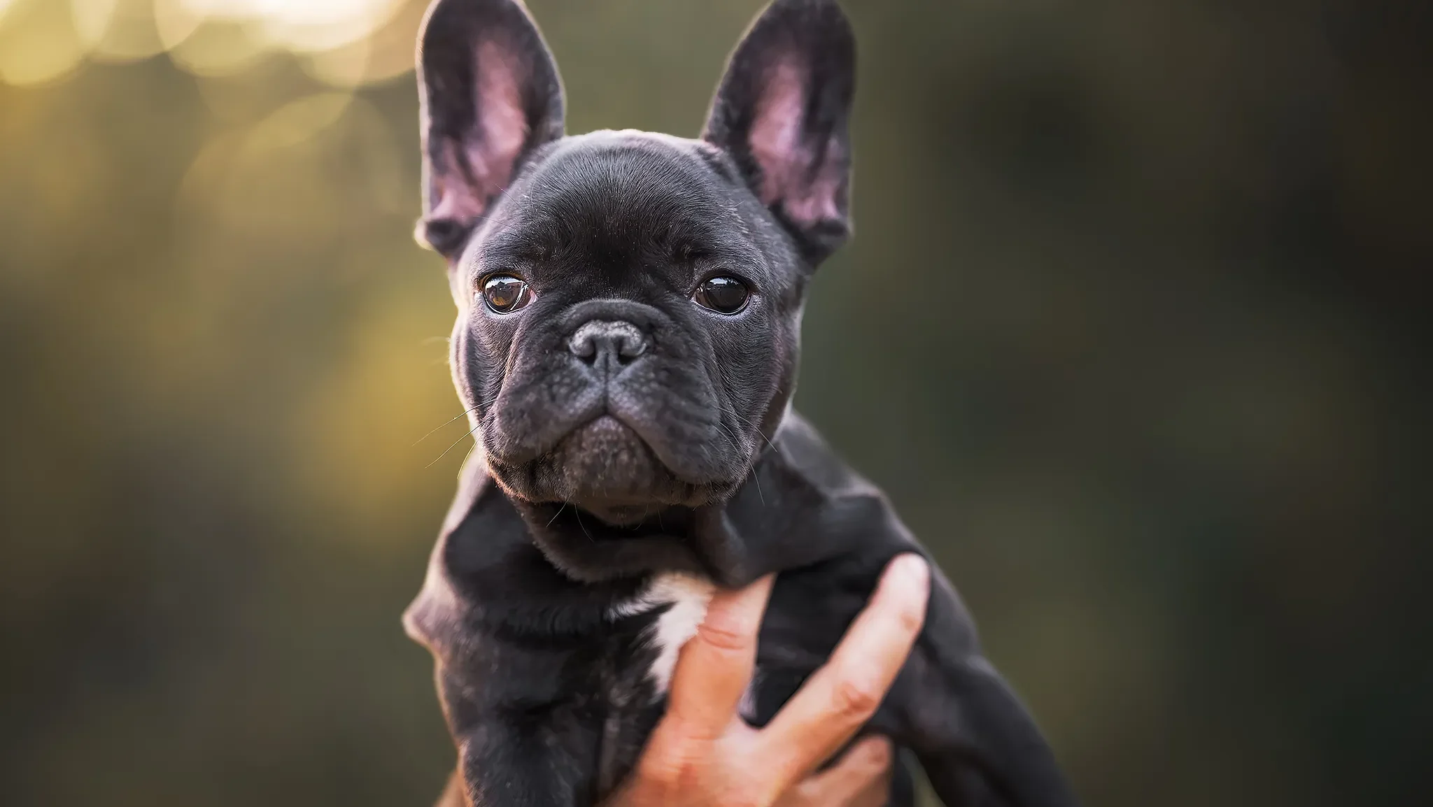 Allevamento Bouledogue francese Toscana
