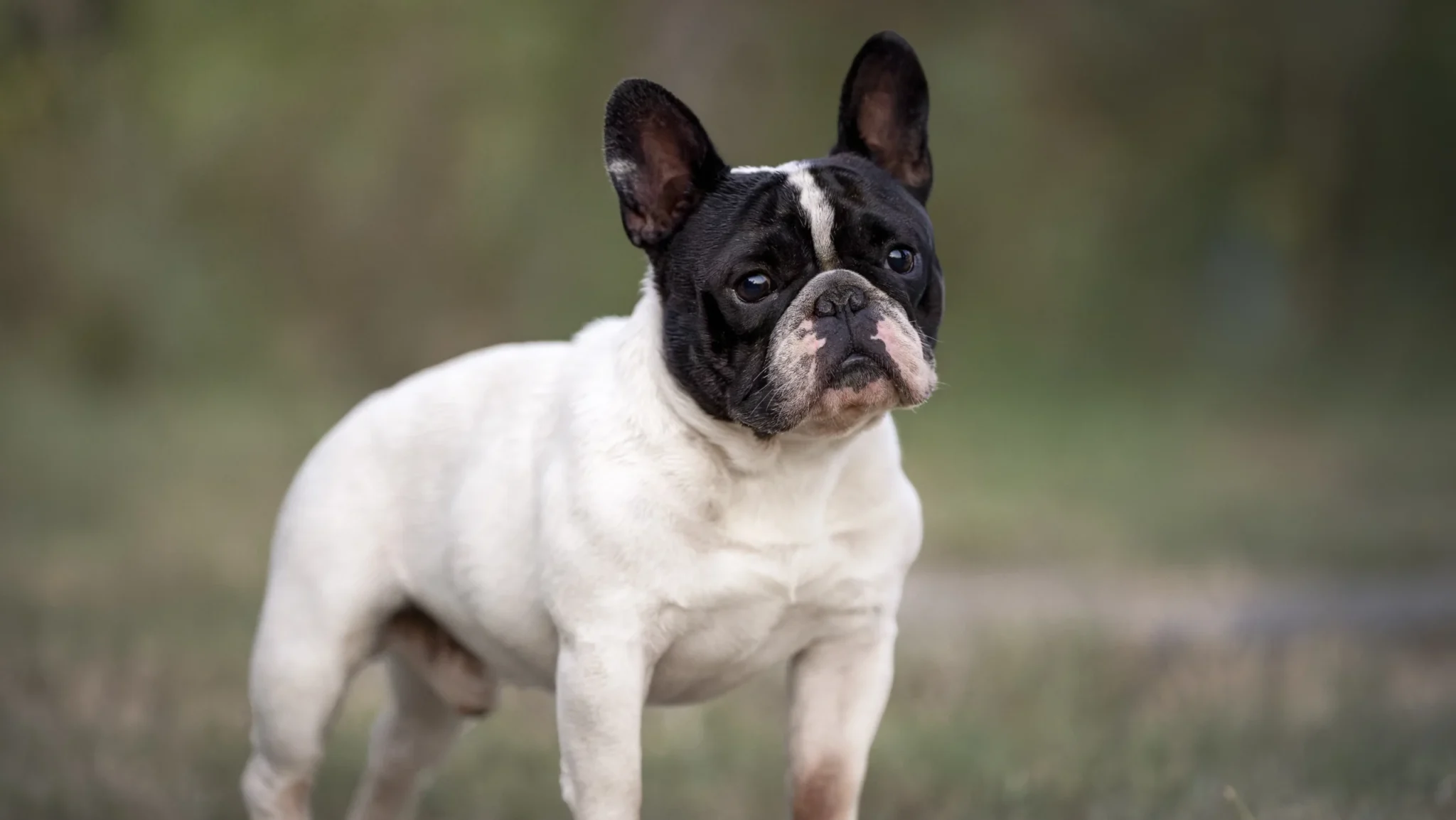 Allevamento Bouledogue francese Toscana
