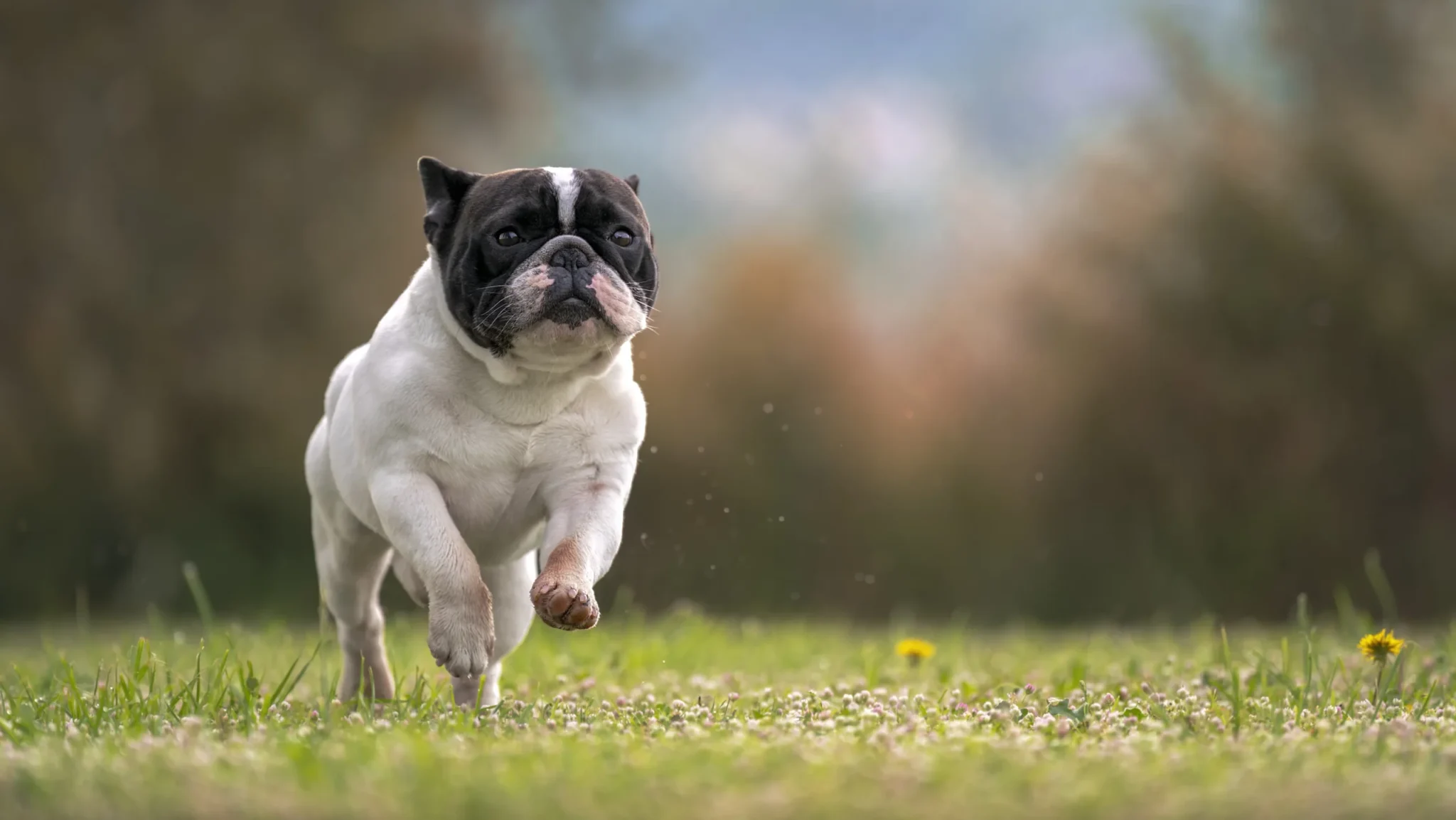 Allevamento Bouledogue francese Toscana