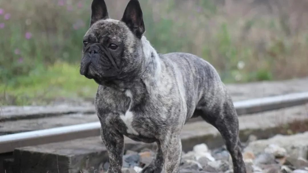 Allevamento Bouledogue francese Toscana