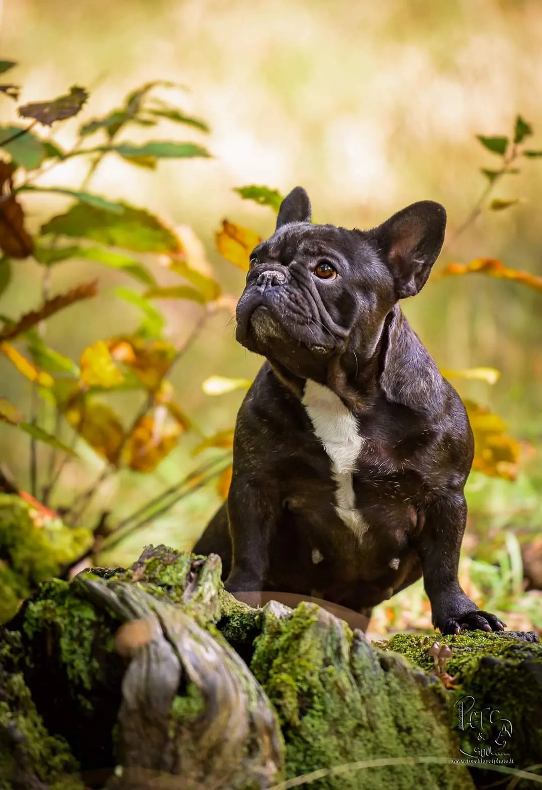 Allevamento Bouledogue francese Toscana