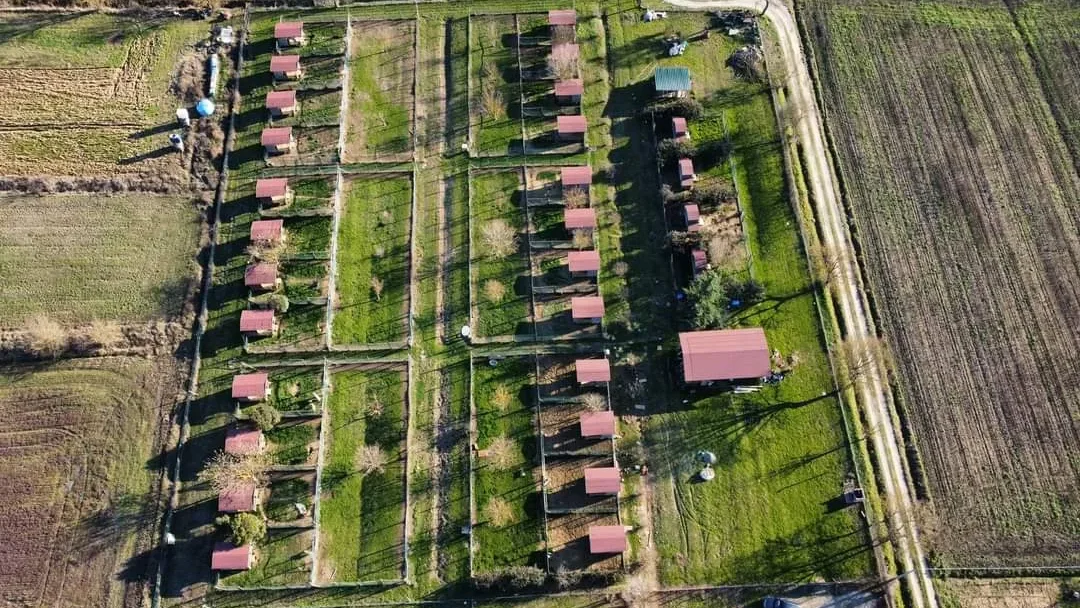 Allevamento Bouledogue francese Toscana