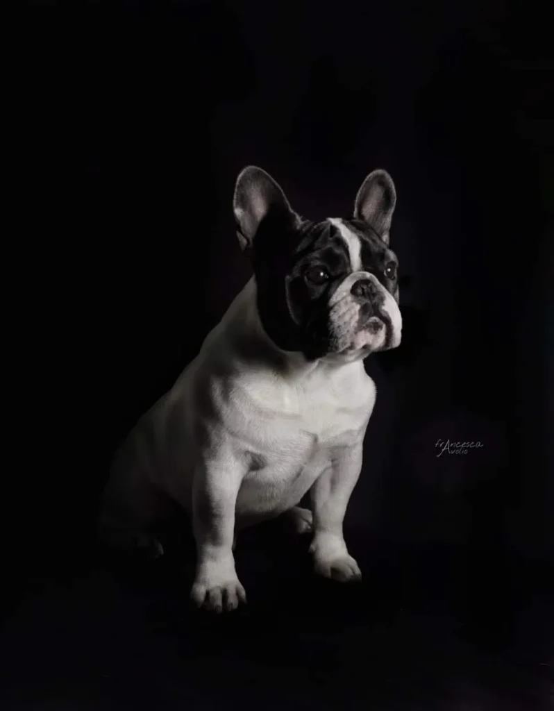 Allevamento Bouledogue francese Toscana