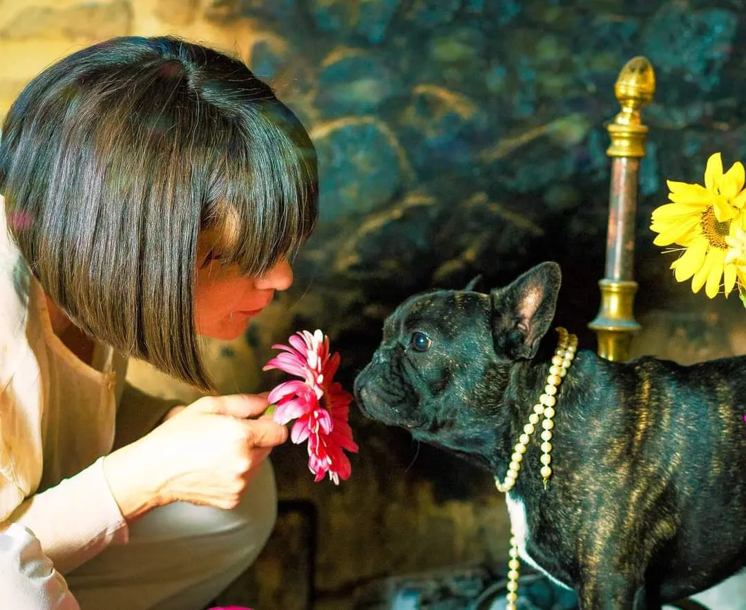 Allevamento Bouledogue francese Toscana