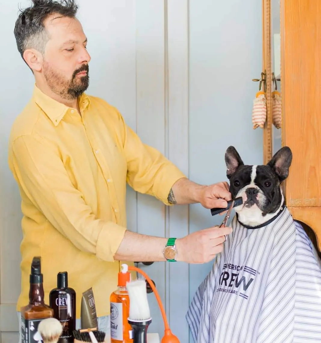 Allevamento Bouledogue francese Toscana