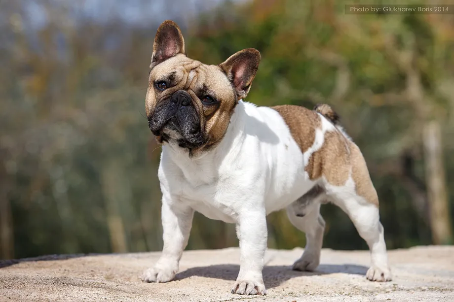 Allevamento Bouledogue francese Toscana