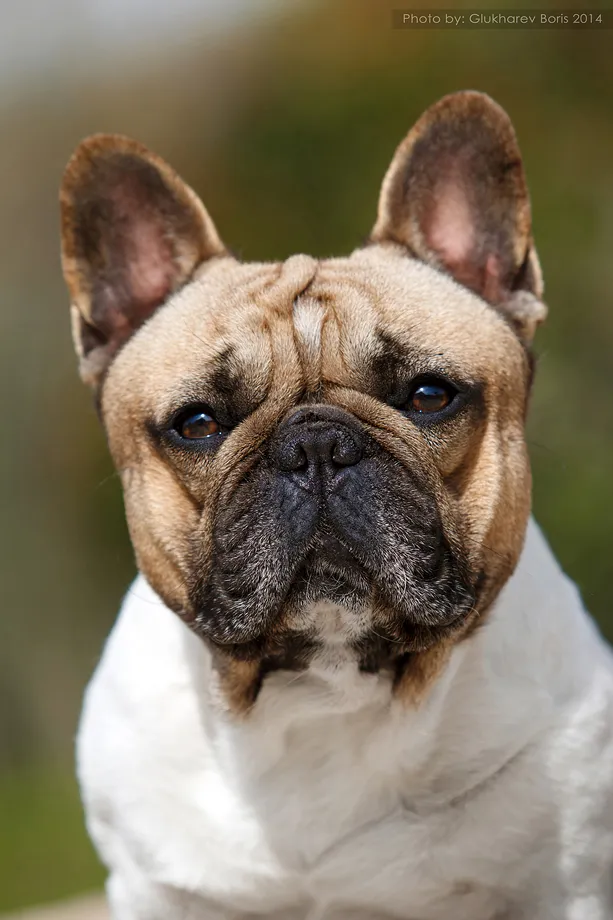 Allevamento Bouledogue francese Toscana