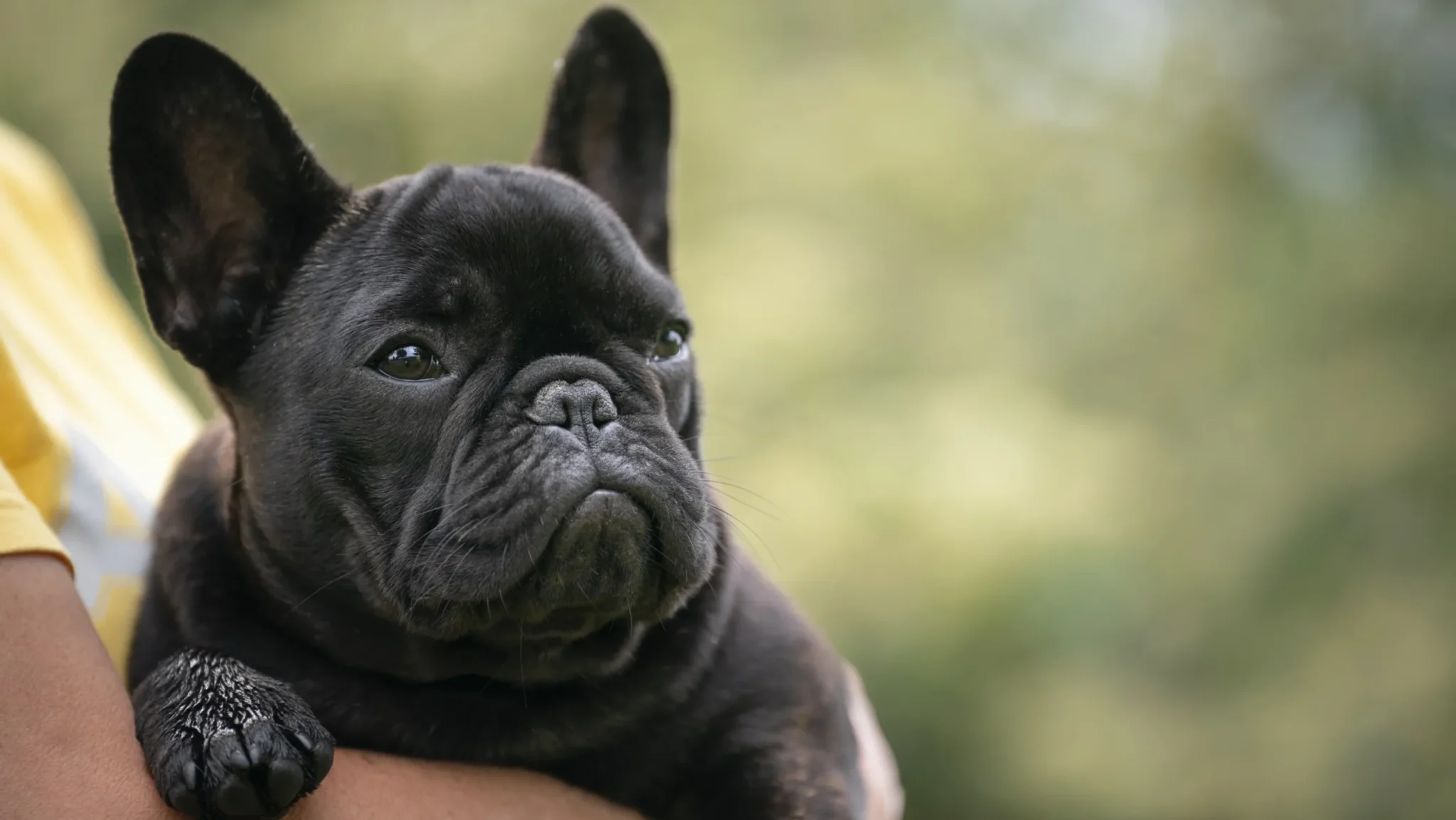 Allevamento Bouledogue francese Toscana